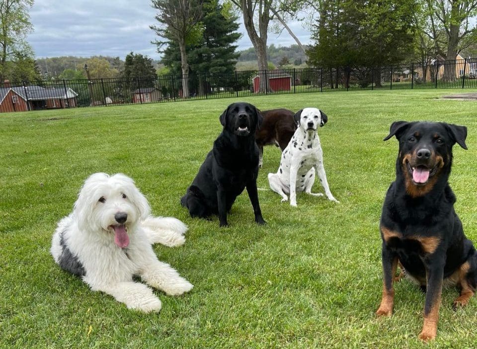 Dog Boarding › McWreath Dog Training & Boarding